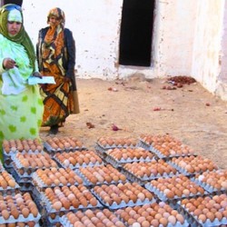 Inclusive Education, Hygiene, and Food Security Image 9