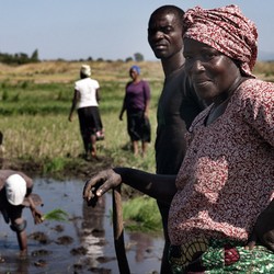 Sécurité alimentaire au Malawi Image 4