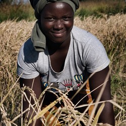 Sécurité alimentaire au Malawi Image 10