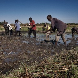 Food security in Malawi Immagine 3