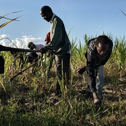 Food security in Malawi Immagine 7