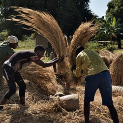 Food security in Malawi Immagine 9